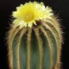 Parodia_warasii